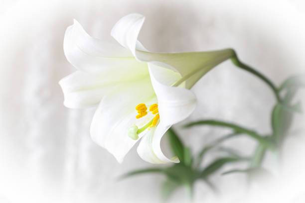 Close up of white lilies in bloom