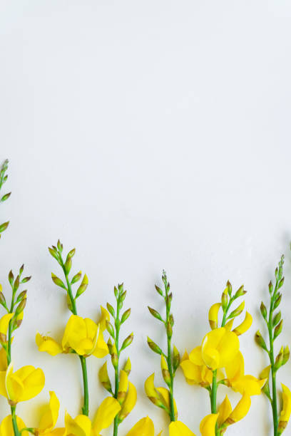istock Yellow blossom gorse on the white background. Flat lay floral themes, space for text 1223883337