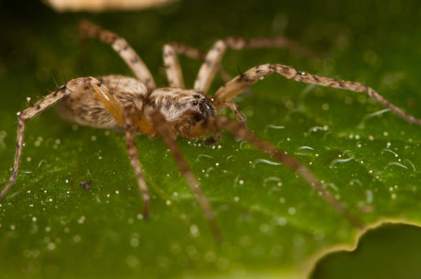 istock Domestic house spider 1223883990