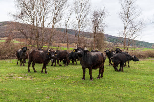 istock Flock of black angus cattles on a cow paddock 1223884059