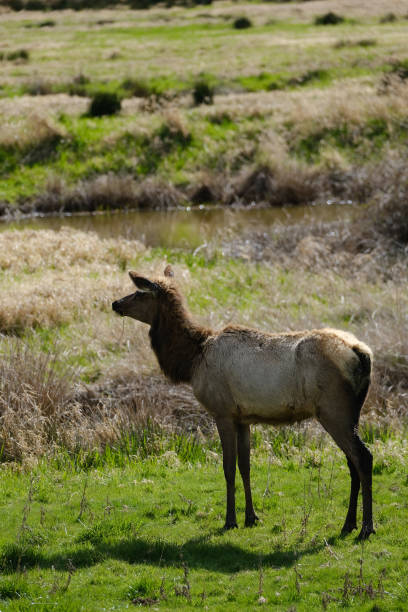 Elk stock photo