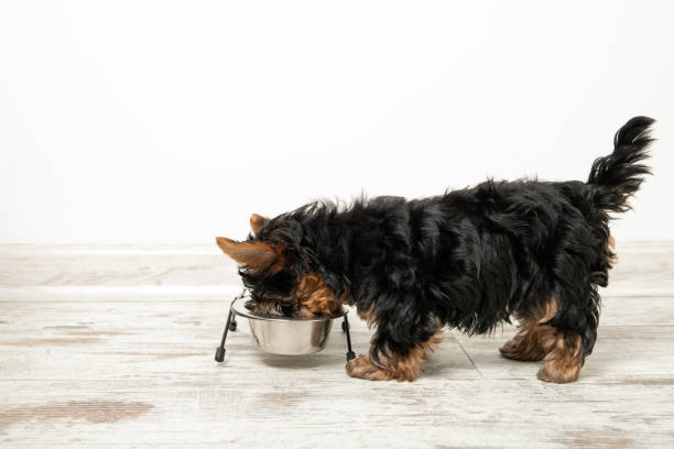 istock A puppy eats from a bowl in a room. Beautiful interior. Dog ration 1223886877