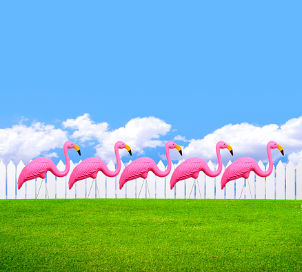 A row of five decorative pink flamingos on a green lawn in front of a white picket fence with a beautiful blue sky and white puffy clouds resting on the horizon in the background.