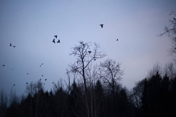 istock A flock of raven sits in the trees 1223887743
