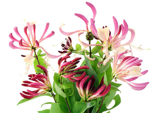 dekorative geißblatt blumen - honeysuckle pink stock-fotos und bilder