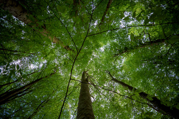 istock Green Forest and Plant. 1223889988