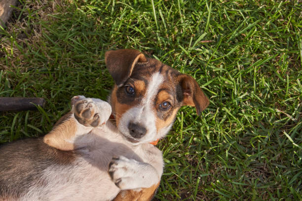 istock Puppy poses for the photographer. 1223890896