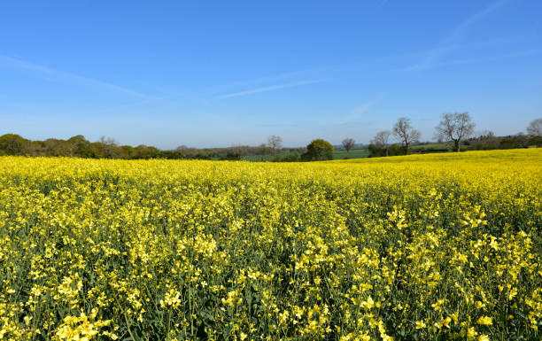 istock Beautiful Flowering Yellow Rape Seed Flowers in Bloom 1223892190