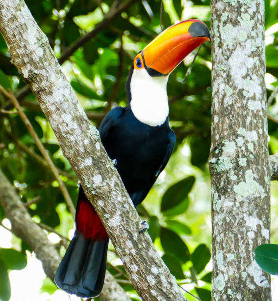 istock Toucan in the Brazilian forest. 1223893009