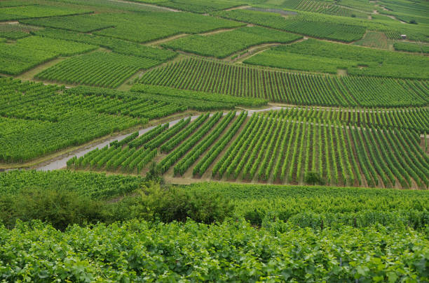 View of Alsace hills vineyards near Colmar. A country road  divides the scene.