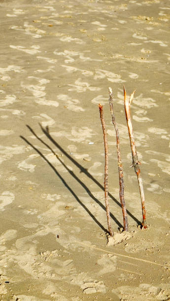 istock Stumps for a game of cricket on the beach 1223894123