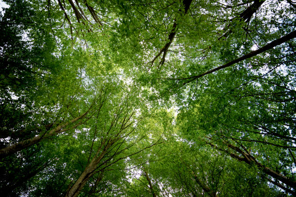 istock Green Forest and Plant. 1223894898