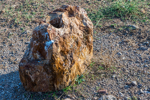 Piece of a tree petrified in millions of years. Lesbos, Sigri City in Greece.
