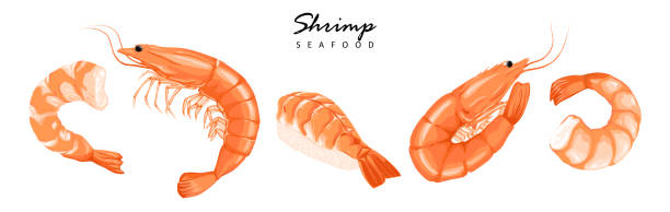 illustrazioni stock, clip art, cartoni animati e icone di tendenza di gamberetti, gamberetti senza guscio, carne di gamberetti. set di icone di gamberi di gamberi. disegno di gamberi bolliti su sfondo bianco. - shrimp cocktail