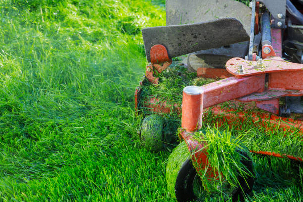 istock Home garden grass gardener cutting lawn grass 1223897276