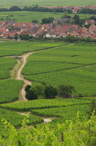istock Alsace hills vineyards and village panorama 1223898002