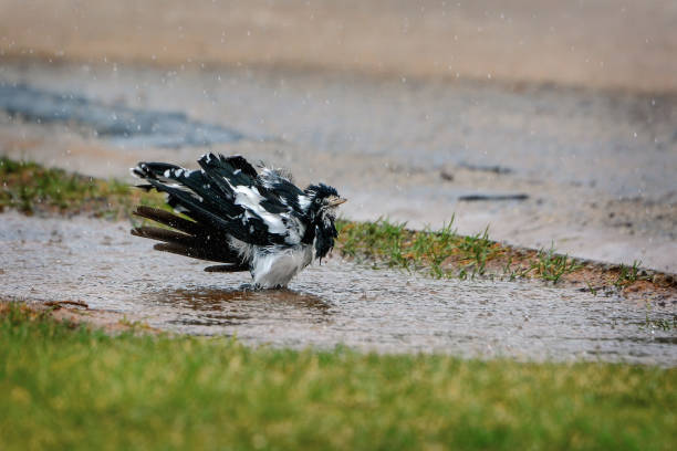 Magpie Lark (Grallina cyanoleuca) taking a bath in a puddle in the rain