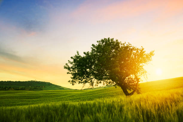 Alone tree on spring meadow at sunrise with  sun stock photo