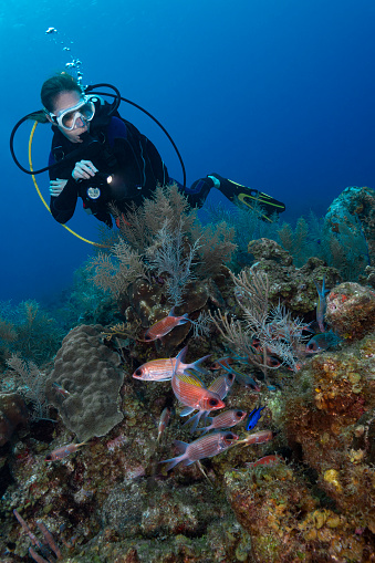 Caribbean marine life with the Deepwater Squirrelfish (Sargocentron bullisi) and a female diver in Grand Cayman - Cayman Islands