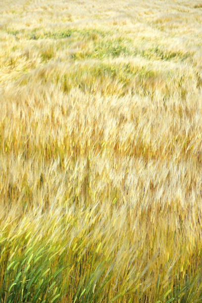 Ripening barley field. Dark thunderclouds and wind turbines on the horizon.