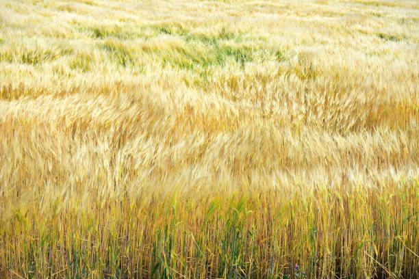 istock golden color wheat 1223898746