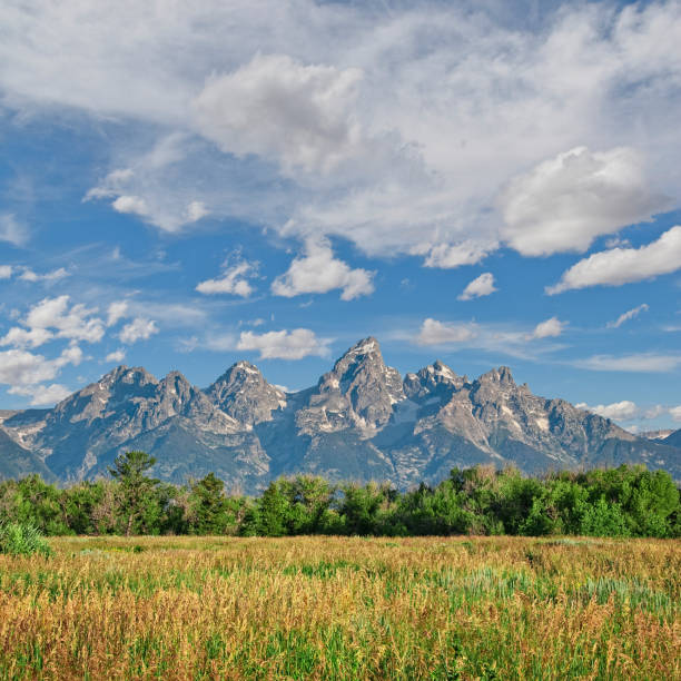 Grassy Meadow and Teton Range Often overshadowed by Yellowstone National Park, its larger neighbor to the north, Jackson Hole and the Snake River Valley is a land of vast scenic beauty. What it lacks in geysers and hot springs, it more than makes up for in the rugged Teton Mountain Range. The Teton's many canyons lead to alpine meadows, cirques and towering peaks. It was this rugged range that became Wyoming's second national park in 1929. In 1950 the park boundaries were expanded to include much of the Snake River Valley. This grassy meadow and the Teton Range was photographed from Kelly, Wyoming, USA. jeff goulden grand teton national park stock pictures, royalty-free photos & images