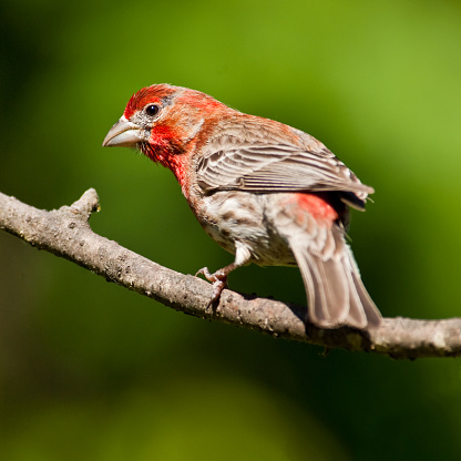 The House Finch (Haemorhous mexicanus) is a year-round resident of North America and the Hawaiian Islands. Male coloration varies in intensity with availability of the berries and fruits in its diet. As a result, the colors range from pale straw-yellow through bright orange to deep red. Adult females have brown upperparts and streaked underparts. This male finch was photographed in Edgewood, Washington State, USA.
