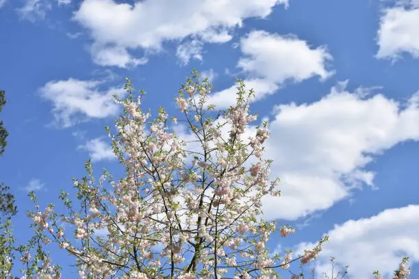 Blue skies with white cumulus clouds viewed through Carolina Silverbell, also known as Halesia Carolina, tree branches, in Middletown, New Jersey, USA.