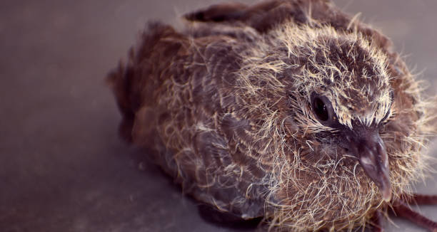 süße baby vogel sitzen auf dem boden - duck animal egg isolated bird stock-fotos und bilder