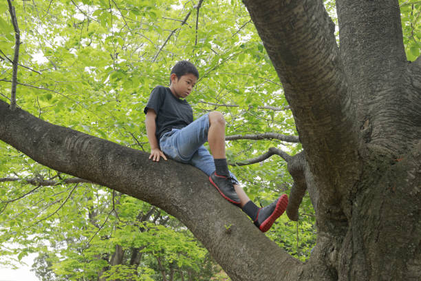 istock Japanese boy climbing the tree (fifth grade at elementary school) 1223910466