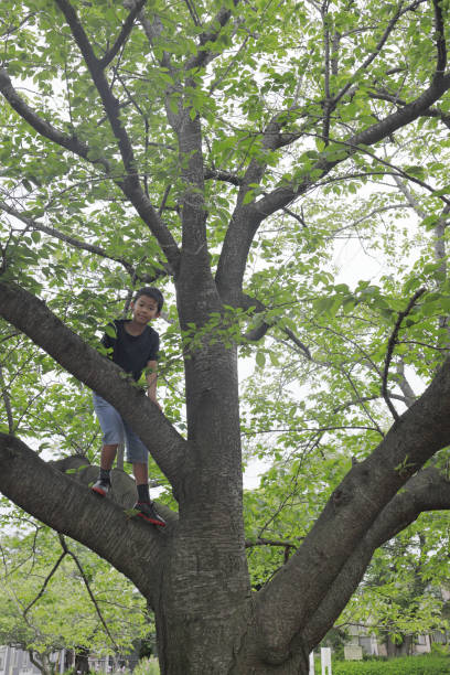 istock Japanese boy climbing the tree (fifth grade at elementary school) 1223910500