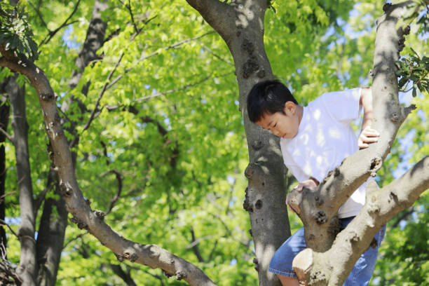 istock Japanese boy climbing the tree (fifth grade at elementary school) 1223910516