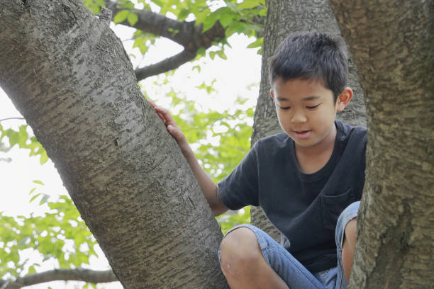 istock Japanese boy climbing the tree (fifth grade at elementary school) 1223910624