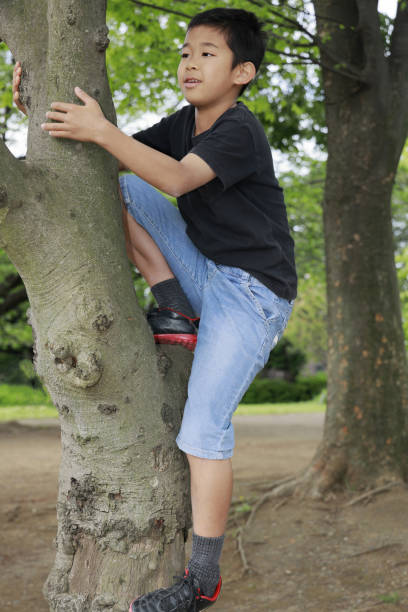istock Japanese boy climbing the tree (fifth grade at elementary school) 1223910638