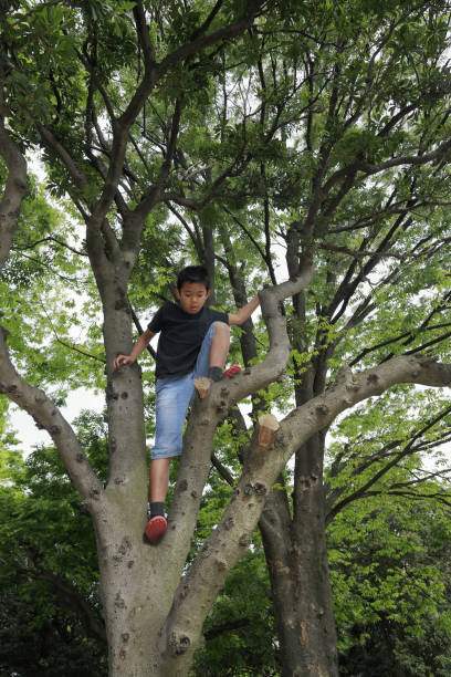 istock Japanese boy climbing the tree (fifth grade at elementary school) 1223910678