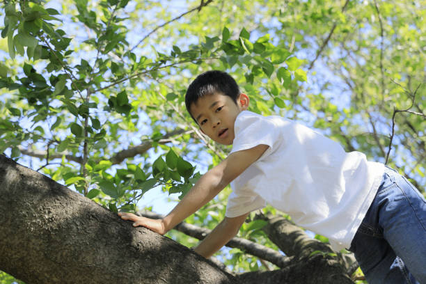 istock Japanese boy climbing the tree (fifth grade at elementary school) 1223910693