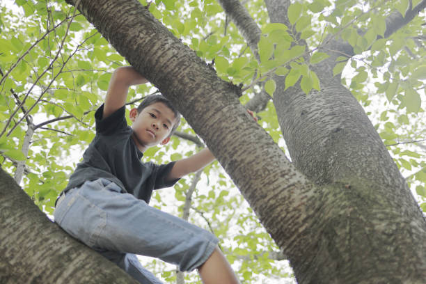 istock Japanese boy climbing the tree (fifth grade at elementary school) 1223910797