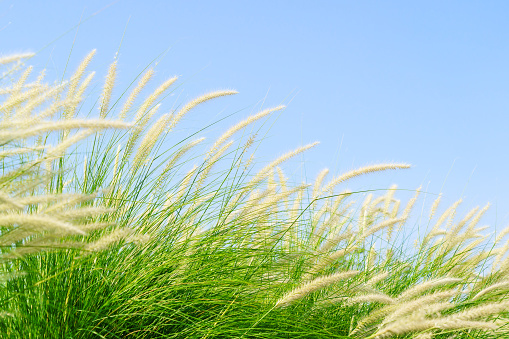Fourtain grass in nature agent blue sky