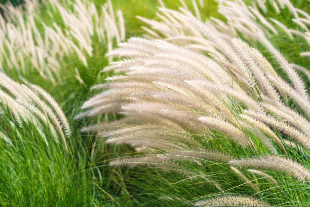 Imperata cylindrica Beauv grass in nature