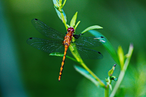 A dragonfly perched on a stem of a green plant in the forest. Natural wildlife and environment in Ontario, Canada.