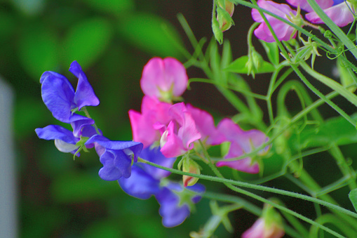 Sweet pea is an annual climbing plant with flowers that bloom in shades of red, pink, blue, purple and white. It grows and behaves much like its relative, edible pea. However, sweet pea is not to be eaten, because its seeds are toxic if digested in quantity.