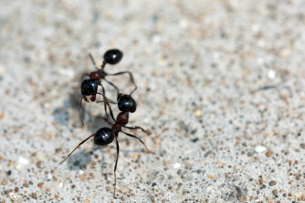 Black ants fight. Warriors for survival