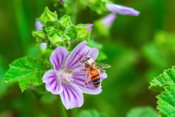 A bee pollinates a flower and collects honey