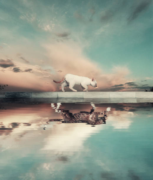 Cat walking and the water reflection shows a tiger.