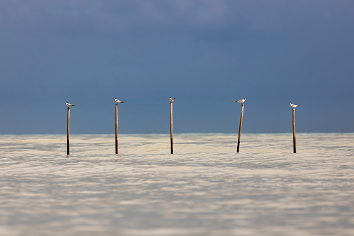 Seabirds perch on bamboo poles that fishermen set up for observation in shallow water.