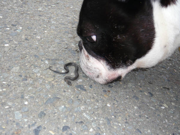 bulldog francese e ragazzo serpente - color image dog snake pets foto e immagini stock