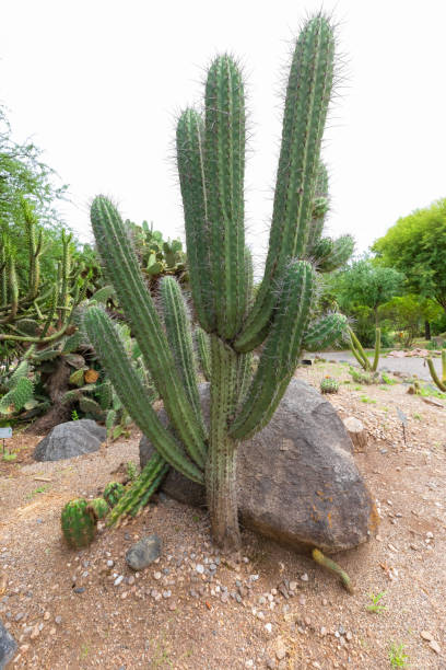 istock Argentina Cordoba stetsonia coryne cactus 1223918489