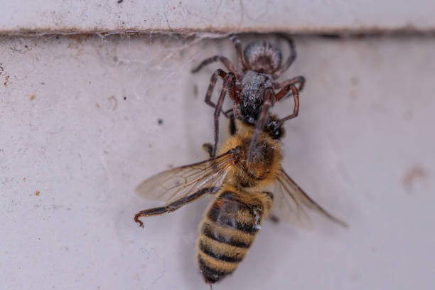 istock Black House Spider consuming a European Honey Bee 1223919442