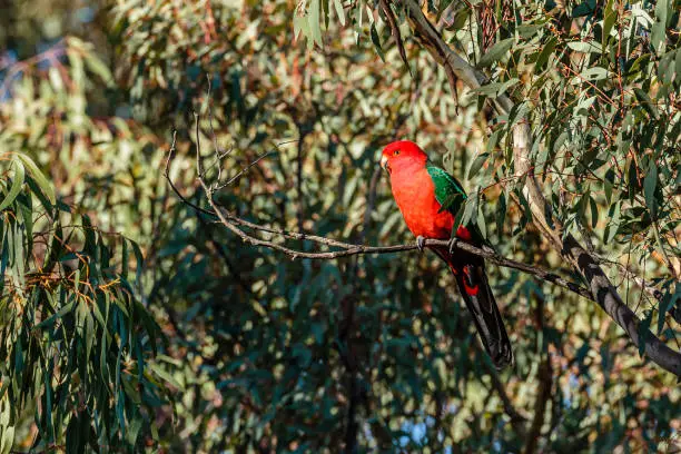Australian King-parrot male in a tree at Mt Mugga Mugga Nature Reserve, ACT, Australia on an autumn morning in April 2020