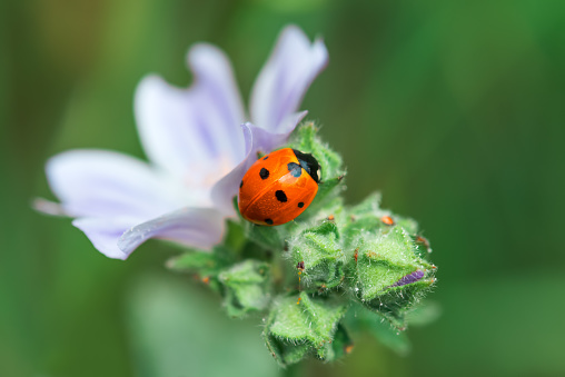 Ladybug on a white flower